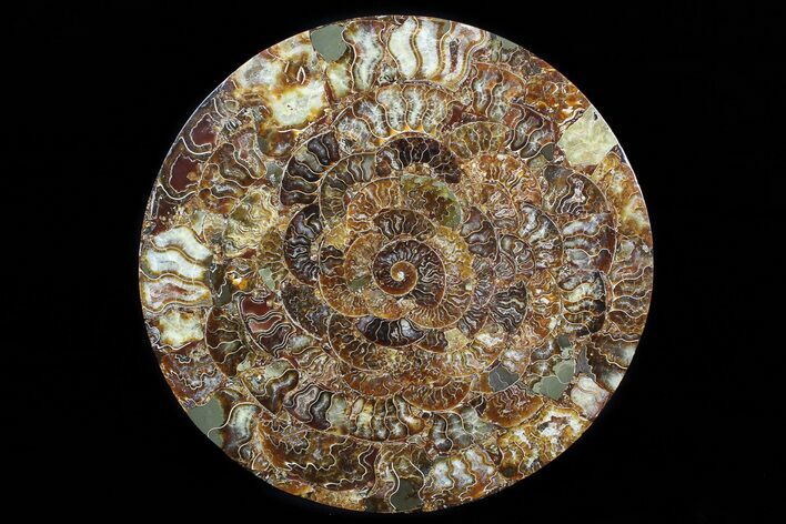 Composite Plate Of Agatized Ammonite Fossils #77782